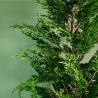 Premium Leylandii Conifer Potted Tree (120cm)
