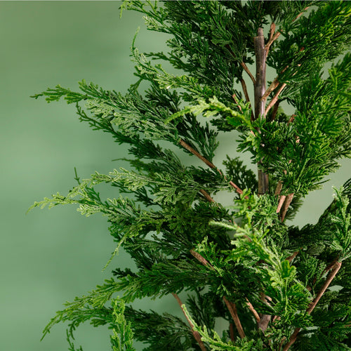 Premium Leylandii Conifer Potted Tree (120cm)