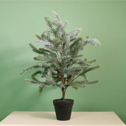 Premium Blue Royale Potted Tree (65cm)