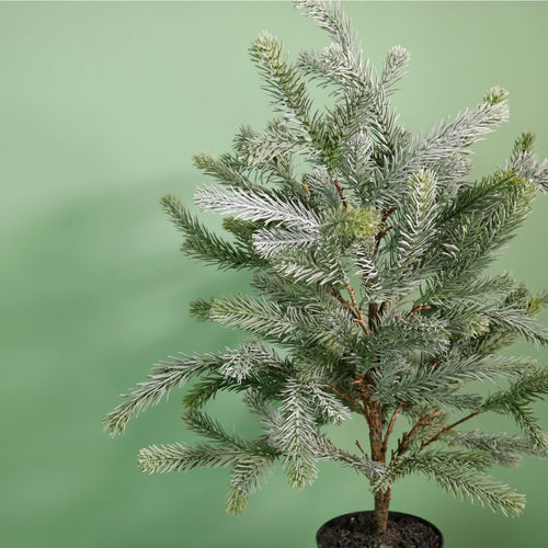 Premium Blue Royale Potted Tree (65cm)