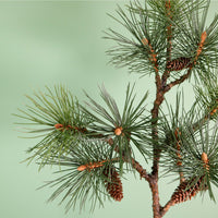 Wildwood Winterbourne Needle Pine Branch (97cm)