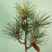 Wildwood Winterbourne Needle Pine Branch (66cm)