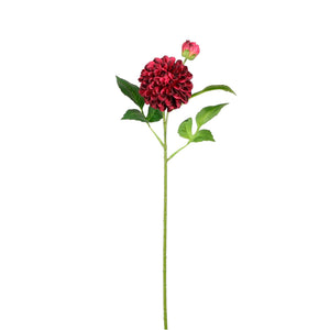 Pompom Dahlia Stem
