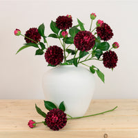 Pompom Dahlia Stem