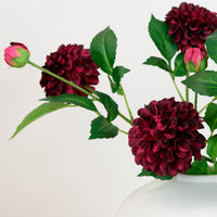 Pompom Dahlia Stem