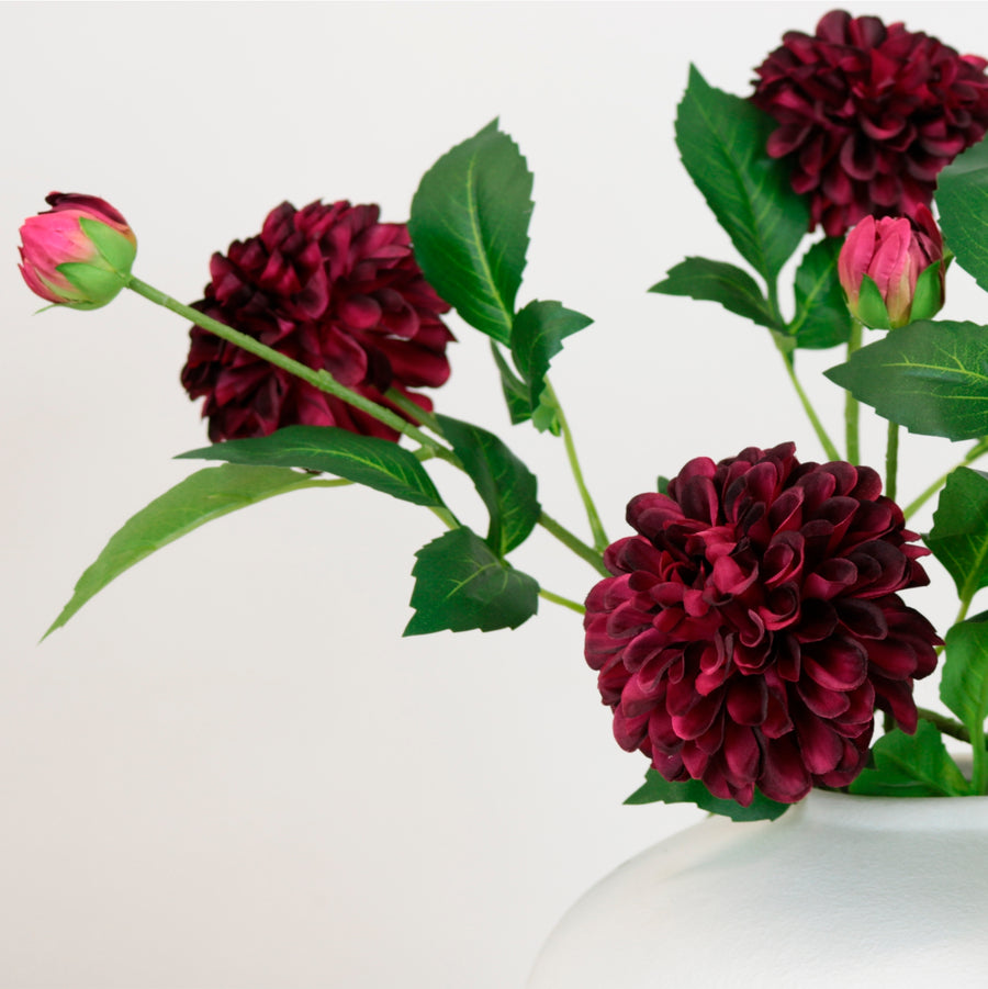 Pompom Dahlia Stem