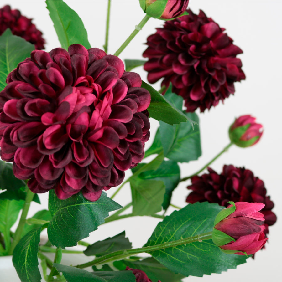 Pompom Dahlia Stem