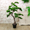 Welcome Pine Bonsai 120cm