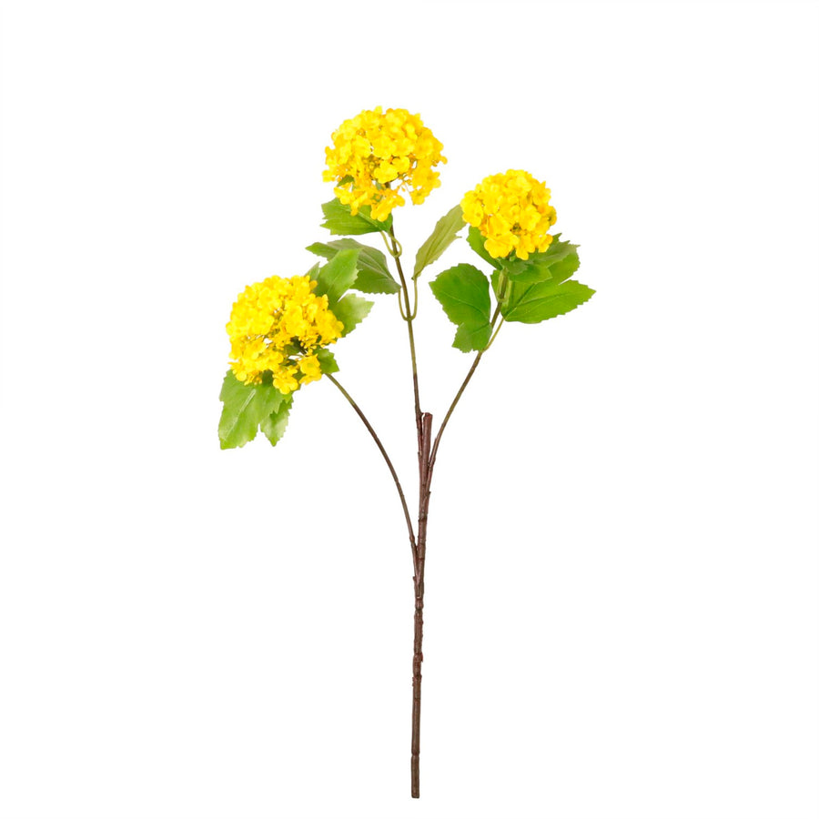 Kalancheo Geranium Spray