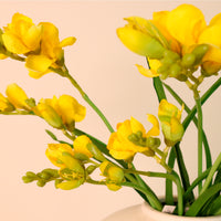 Freesia Spray