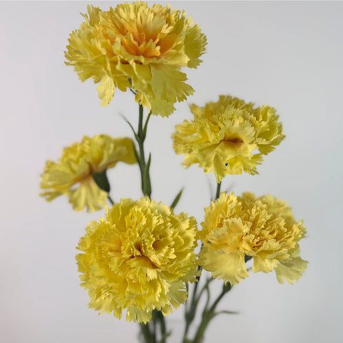 Ruffled Carnation Stem