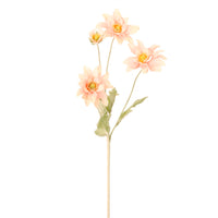 Chrysanthemum Japonense Spray