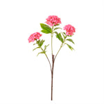 Kalancheo Geranium Spray