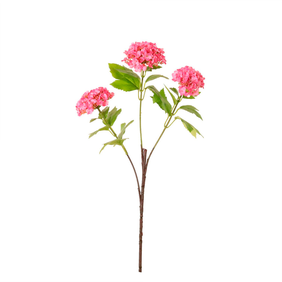 Kalancheo Geranium Spray