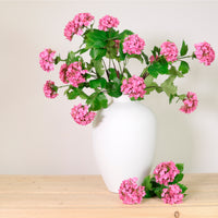 Kalancheo Geranium Spray