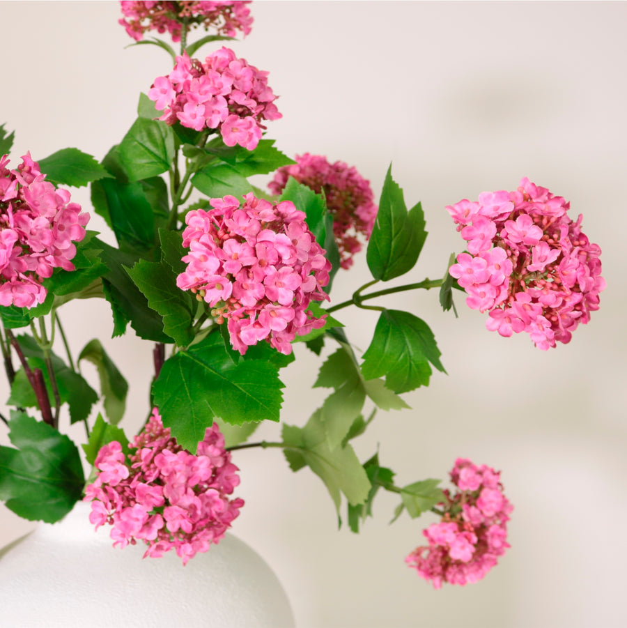 Kalancheo Geranium Spray