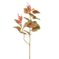 Coleus Plant Spray Large