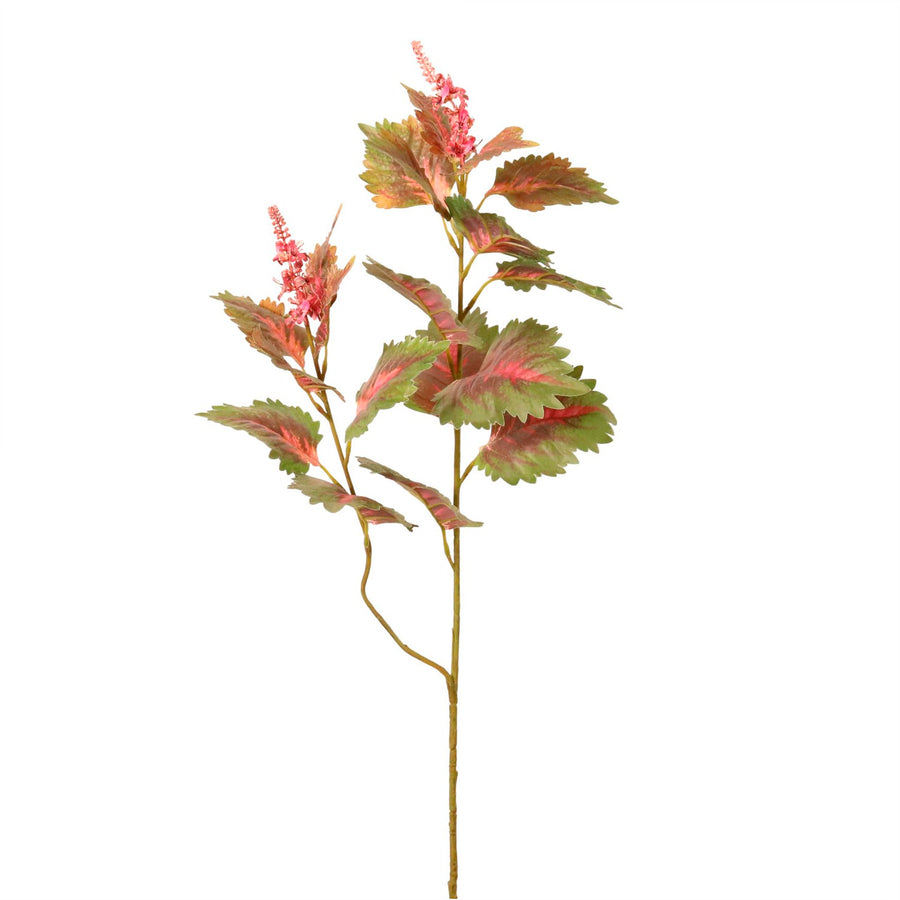 Coleus Plant Spray Large