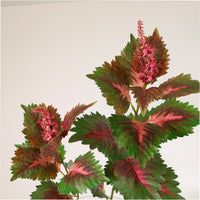 Coleus Plant Spray Large
