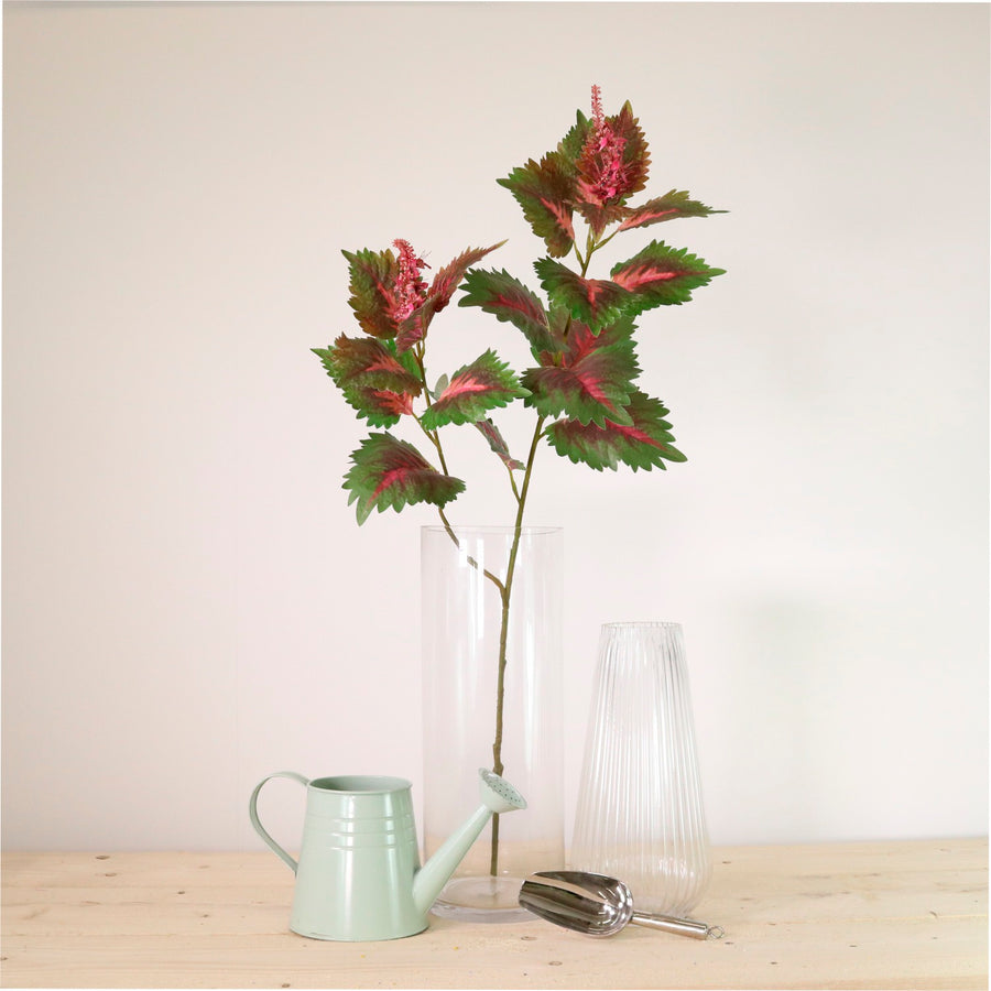 Coleus Plant Spray Large