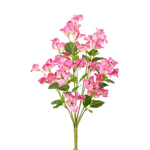 Wild Bougainvillea Bunch