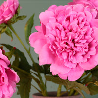 Real Touch Superior Open Peony Stem