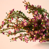 Waxflower Chamelaucium Spray