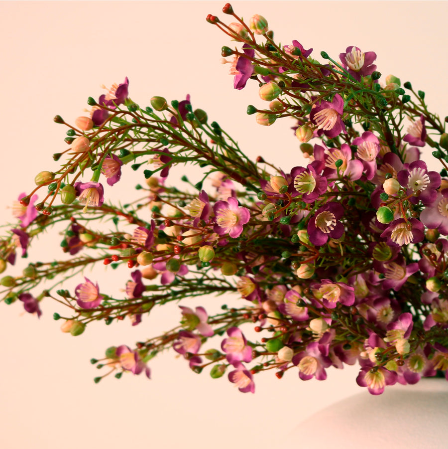 Waxflower Chamelaucium Spray