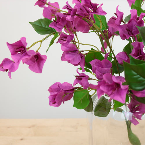 Wild Bougainvillea Bunch