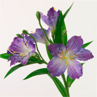 Speckled Alstroemeria Stem