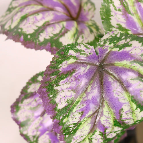 Medium Begonia Leaf Bunch Purple/Green