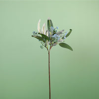 Wild Eucalyptus Nicholii Pic