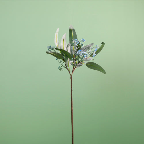 Wild Eucalyptus Nicholii Pic