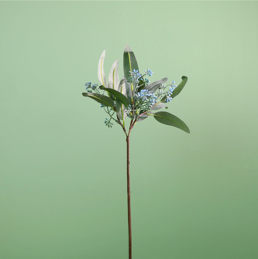 Wild Eucalyptus Nicholii Pic