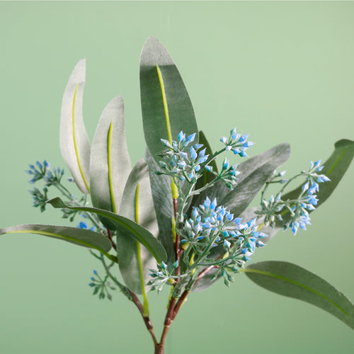 Wild Eucalyptus Nicholii Pic