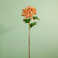 Single Garden Chrysanthemum Stem