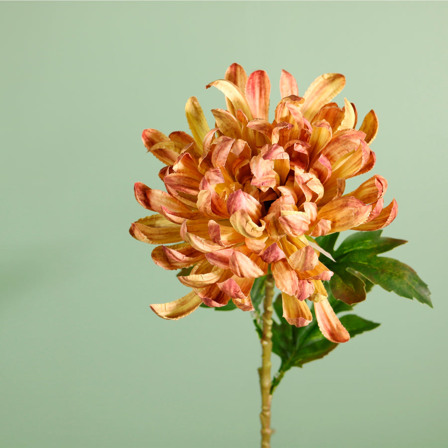 Single Garden Chrysanthemum Stem