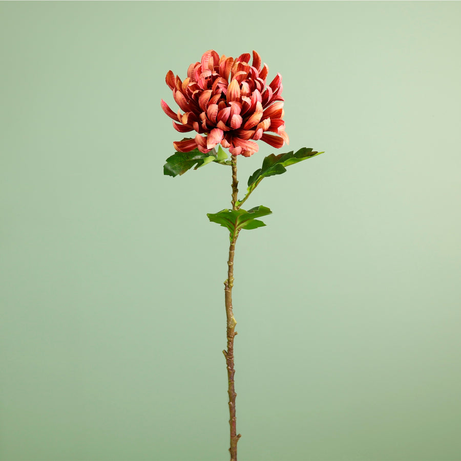 Single Garden Chrysanthemum Stem