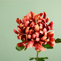 Single Garden Chrysanthemum Stem