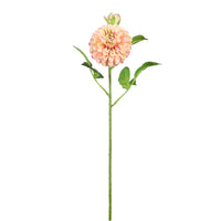 Pompom Dahlia Stem