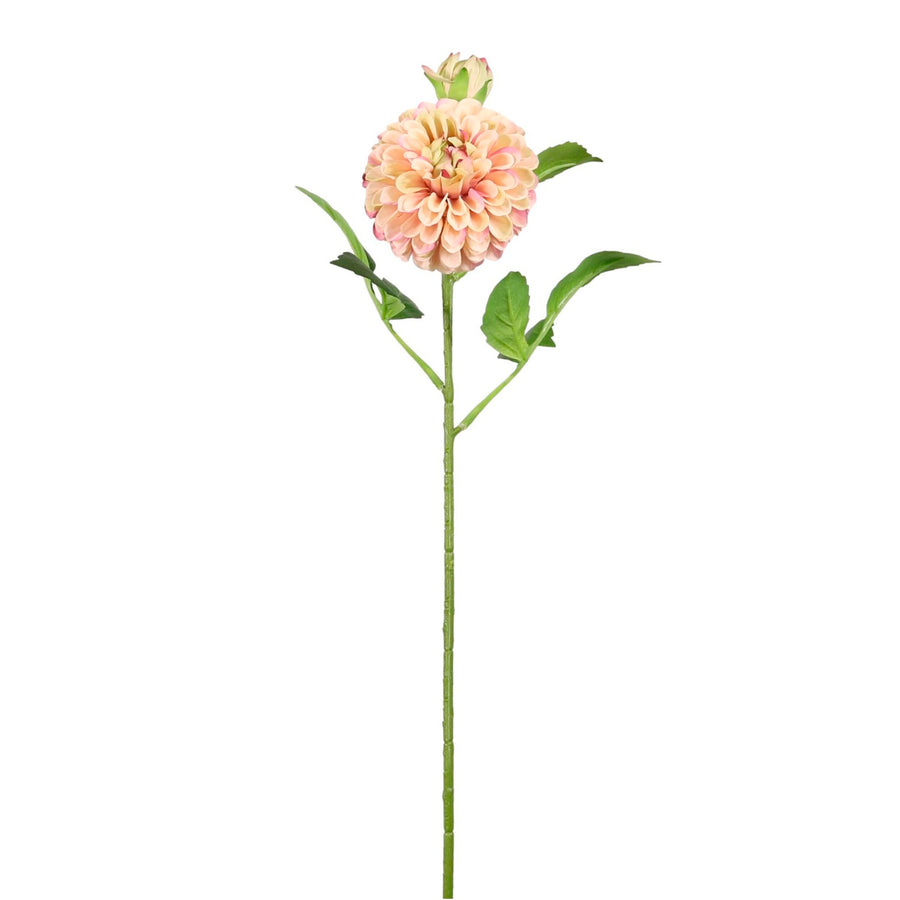 Pompom Dahlia Stem