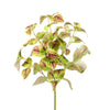 Large Coleus Copinto Bunch