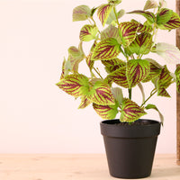 Large Coleus Copinto Bunch