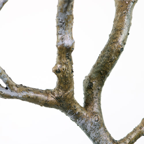 Wildwood Branch No:4