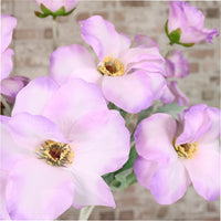 Trumpet Valentina Spray