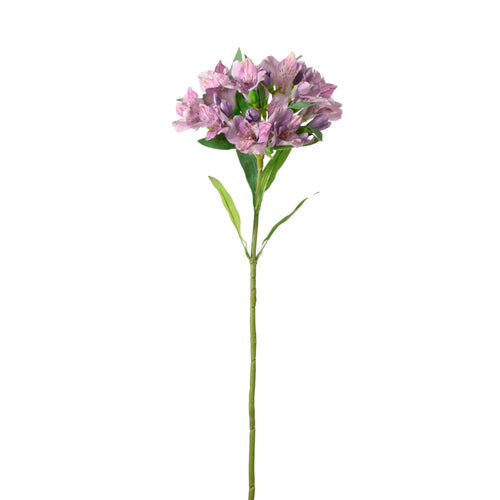 Empress Alstromeria Stem