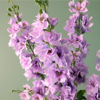 Real Touch Delphinium Larkspur