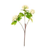 Kalancheo Geranium Spray