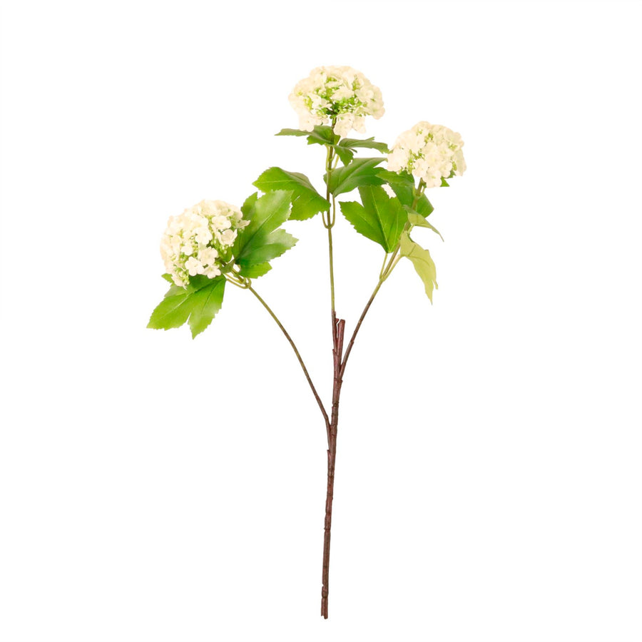 Kalancheo Geranium Spray