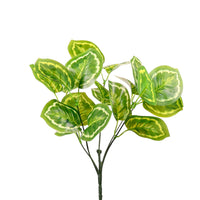 Medium Calathea Medallion Bunch White/Green